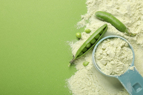 What is plant protein and why is it important for your diet?